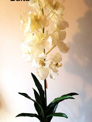 Orchidėjos šaka latelsinė "Dalia", balta sp., 1925