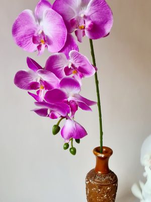 Orchidėjos šaka, šv. violetinė