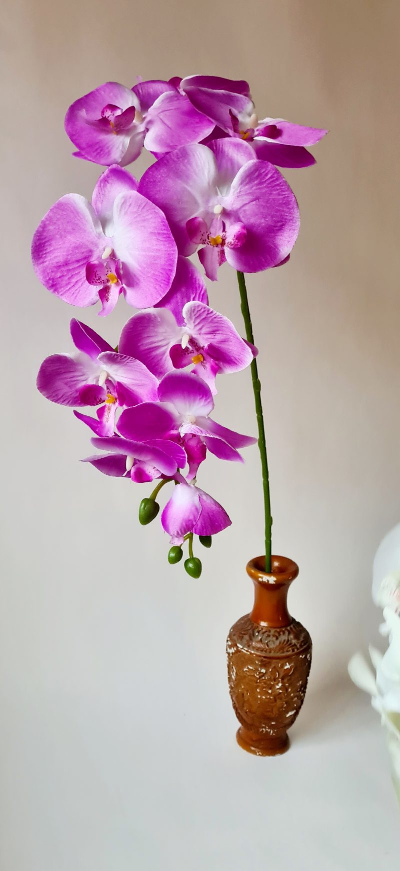 Orchidėjos šaka, šv. violetinė