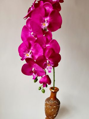 Orchidėjos šaka, tamsiai rožinė sp.
